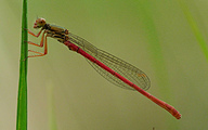 Small Red Damsel (Ceriagrion Tenellum)